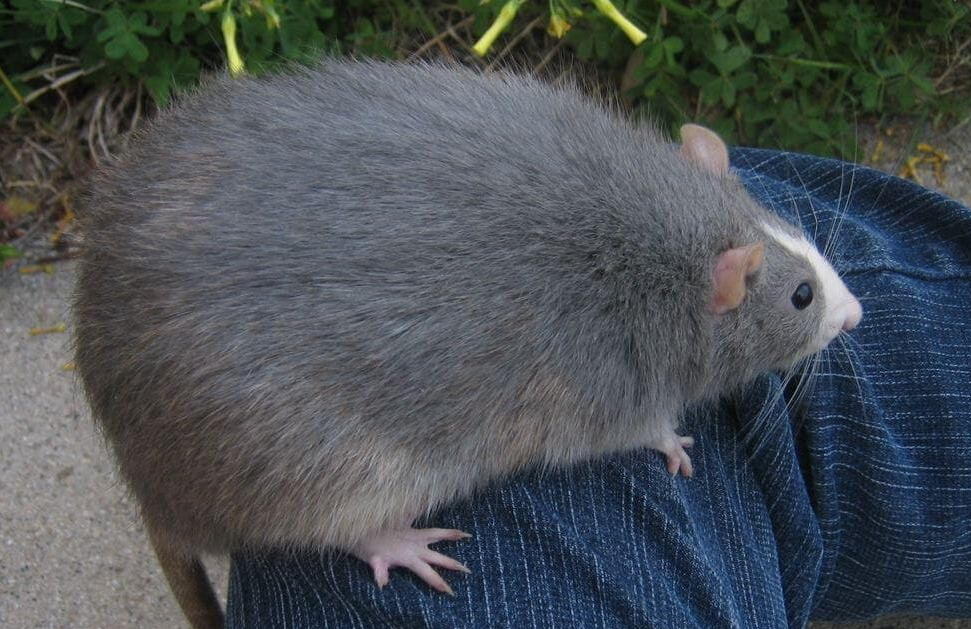 An image of a big rat sitting on a man's leg.